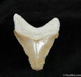 Colorful, Serrated Bone Valley Megalodon Tooth #536-1